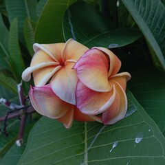 Plumeria flowers with lush green leaves. Frangipani flowers with gradient shades of orange and yellow