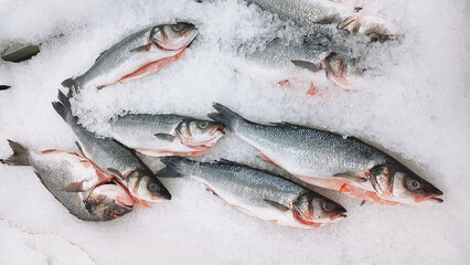 Sea bass fresh fish on ice in a food market
