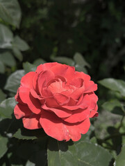 red beautiful rose in garden