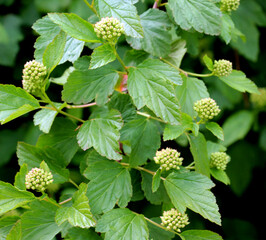 The ornamental shrub Physocarpus opulifolius grows in nature