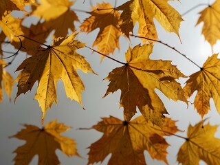 Fototapeta premium Golden maple leaves on a white background with autumn sunlight.