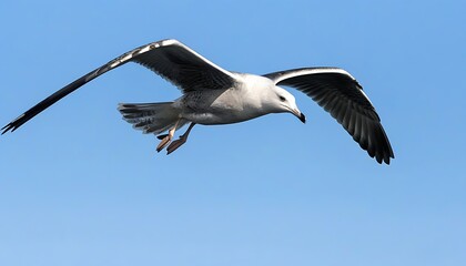 Fototapeta premium Soaring Great Black-Backed Gull against a blue sky