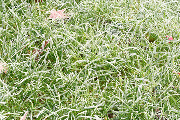 Grass covered in hoar frost