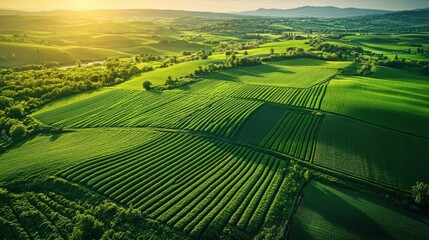 Naklejka premium Green fields