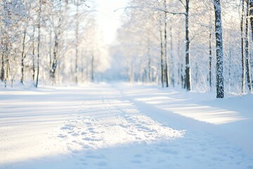 Obraz premium A snowy forest path winds through a tranquil woodland, bathed in soft sunlight The trees stand tall and proud, their branches adorned with a delicate layer of