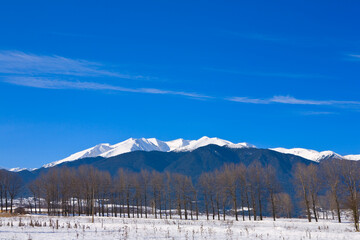 Winter Mountain Landscape with Snow-Covered Peaks and Trees 