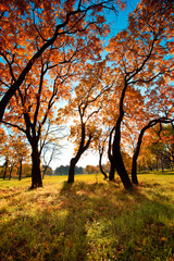 Naklejka premium Autumn Trees Landscape 