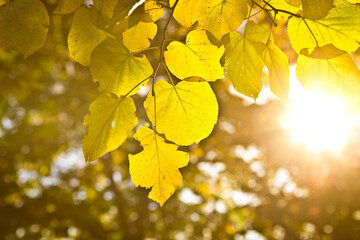 Bright Sunlight Through Green Leaves