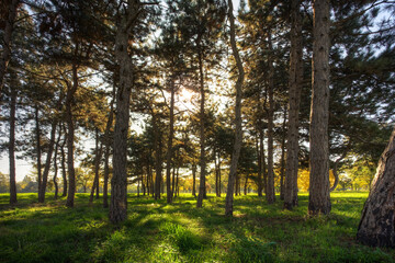 Forest Serenity 