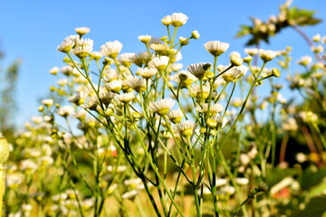 Fototapeta premium A field of blooming white daisies against a blue sky.
