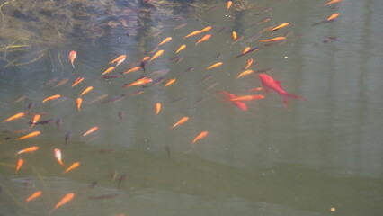 Ein schöner Fischteich