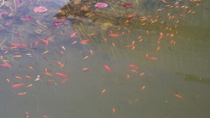 Ein schöner Fischteich