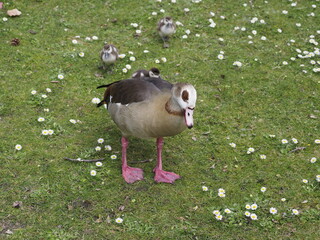 Wildenten auf einer Wiese

