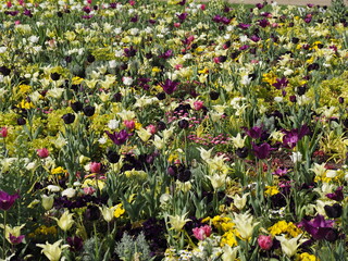 Wunderschönes Blumenbeet