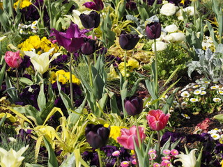 Wunderschönes Blumenbeet