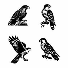 Obraz premium Cassin Hawk vector icon white background. 