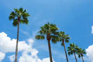Palm Trees Against Blue Sky