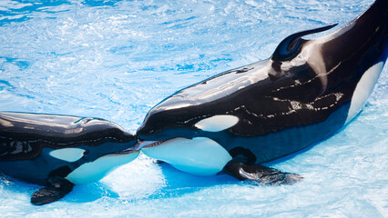 Orca - Killer whale © VaCity