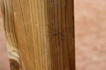 little spider on a wood 