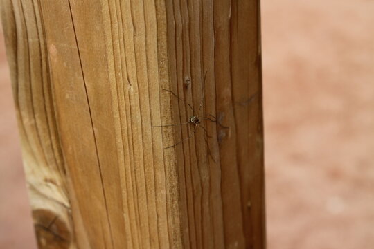 little spider on a wood 