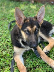 German shepheard puppy portrait in garden