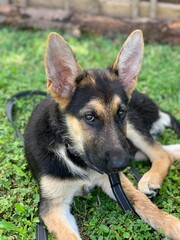German shepheard puppy portrait in garden