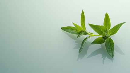 A beautifully captured image of a young echinacea plant sprout, minimalist and clean white background