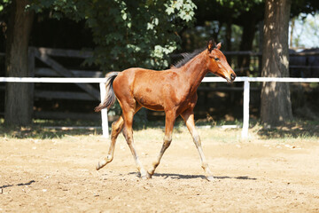 Few days old foal showing his skills on rural animal farm summertime. Very young horse live on...