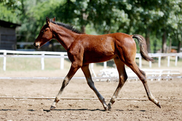Few days old foal showing his skills on rural animal farm summertime. Very young horse live on...