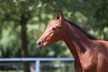 Few days old foal showing his skills on rural animal farm summertime. Very young horse live on...