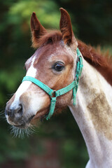 Few days old foal showing his skills on rural animal farm summertime. Very young horse live on...