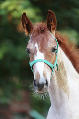 Few days old foal showing his skills on rural animal farm summertime. Very young horse live on...