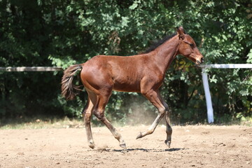 Few days old foal showing his skills on rural animal farm summertime. Very young horse live on...