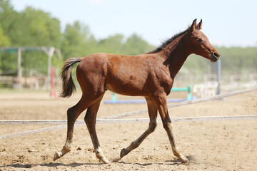 Few days old foal showing his skills on rural animal farm summertime. Very young horse live on beautiful environment