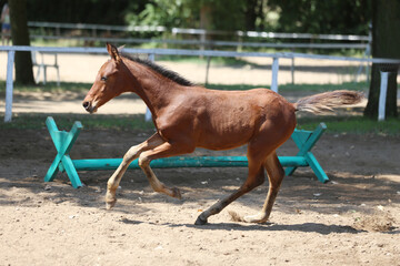 Few days old foal showing his skills on rural animal farm summertime. Very young horse live on...