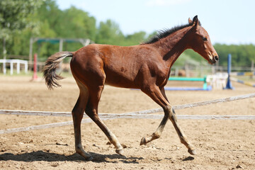 Few days old foal showing his skills on rural animal farm summertime. Very young horse live on...