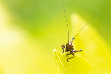 Grasshopper on a leaf