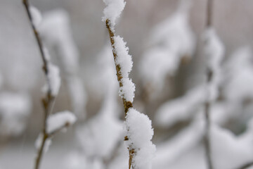 snow-covered trees in the foreground and falling snow in the background
