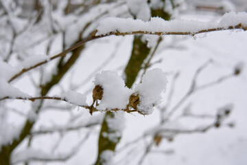 snow-covered trees in the foreground and falling snow in the background