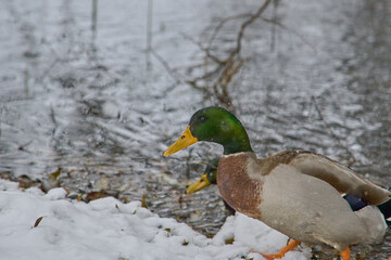 ducks on the banks of a frozen lake during a snowfall