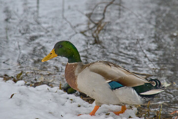 ducks on the banks of a frozen lake during a snowfall