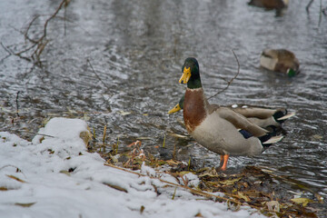 ducks on the banks of a frozen lake during a snowfall