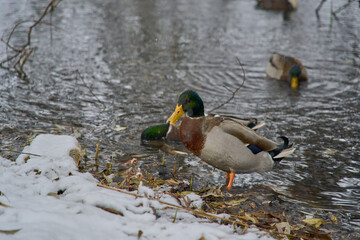 ducks on the banks of a frozen lake during a snowfall