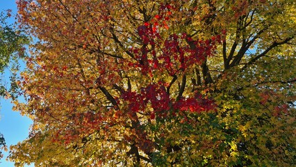 Ambiance automnale : feuilles de liquidambar irradiées de soleil