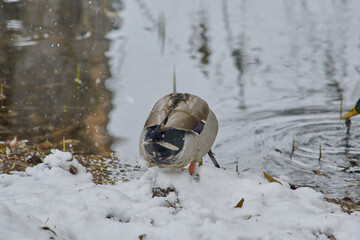 ducks on the banks of a frozen lake during a snowfall