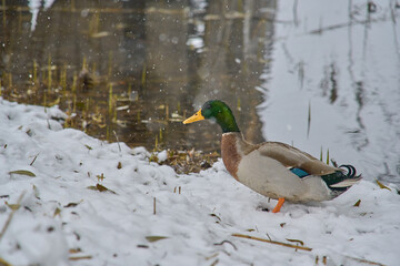 ducks on the banks of a frozen lake during a snowfall
