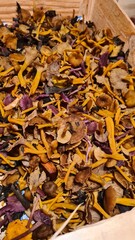 Une belle cueillette de petits champignons à l'automne