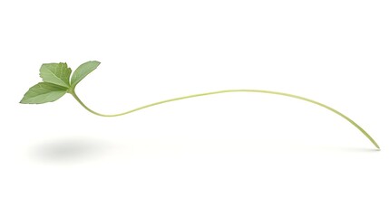 A botanical photograph of a tiny echinacea plant sprout, clean and isolated on a white background,