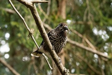 Tannhaeher bird or Nucifraga Caryocatactes in a forest in Arosa in Switzerland