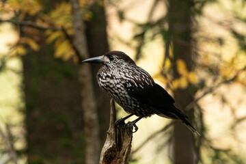 Tannhaeher bird or Nucifraga Caryocatactes in a forest in Arosa in Switzerland